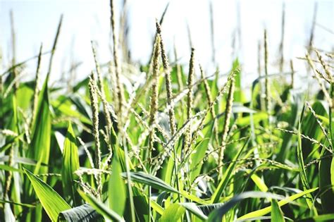 Belos Campos De Milho Verde Vista Cultivo De Milho Foto Premium