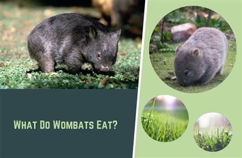 What Do Wombats Eat? (Let's find out!)