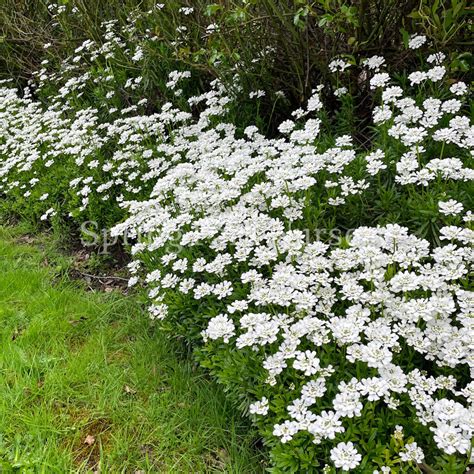 Iberis Sempervirens Spring Park Nursery