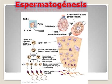 Clase 4 Determinacion Del Sexo Y Herencia Ligada Al Sexo