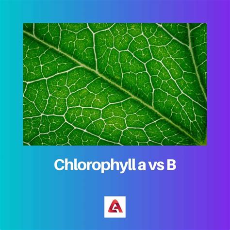 Chlorophyll A Vs B Difference And Comparison