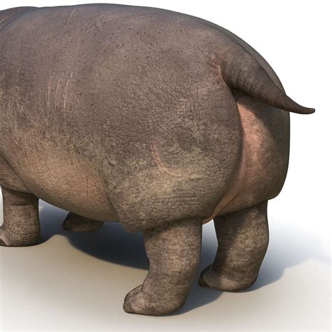 Hippopotamus Rigged Modèle 3d Modèle 3d 99 Unknown Max Free3d