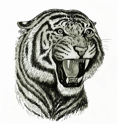 How To Draw A Tiger Roaring Step By Step