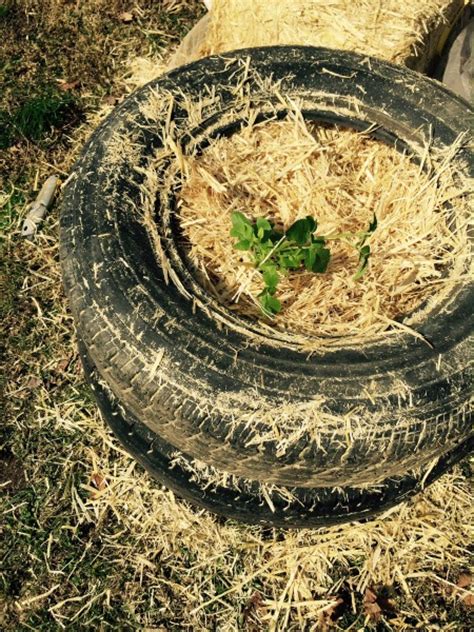 Growing Potatoes In Many Ways