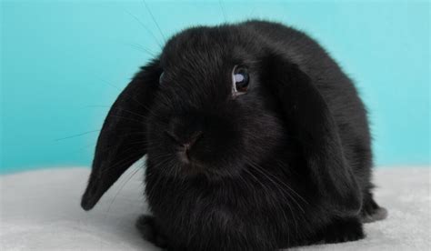 Black Mini Lop Rabbits