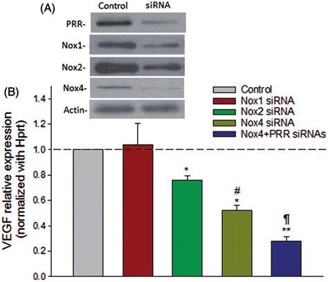 Nox Mediated Signaling Is Linked To The Stimulation Of Vegf Expression