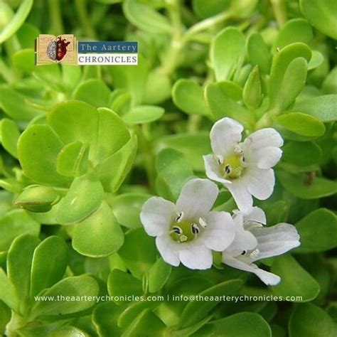 Brahmi Bacopa Monnieri Benefits And Uses Of Wonder Herb The