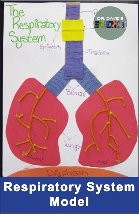 The Respiratory System Model Is Shown In Blue And Yellow With An Image Of Two Lungs On It