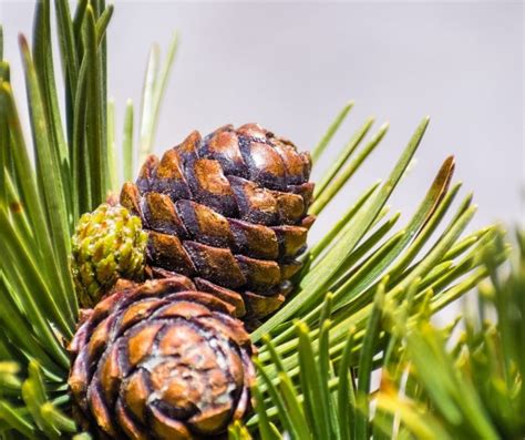 Oregon Pine Tree Identification - Find Out About Types Of Pine Trees ...