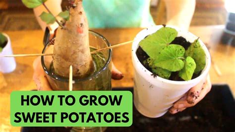 Growing Sweet Potatoes How To Grow Sweet Potato Slips Indoors Youtube