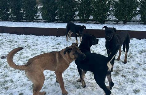 Kangal Hündin im Pfälzer Weinberg ausgesetzt Ermittlungen eingestellt