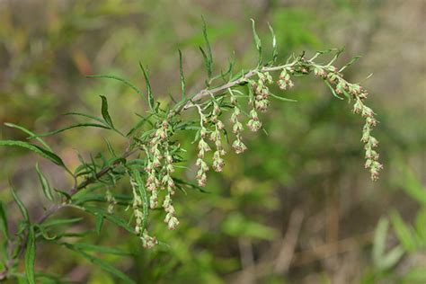 Florealpes Artemisia Verlotiorum Armoise Des Frères Verlot