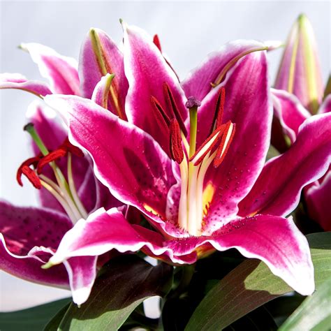 1360x768 wallpaper | pink lilies | Peakpx