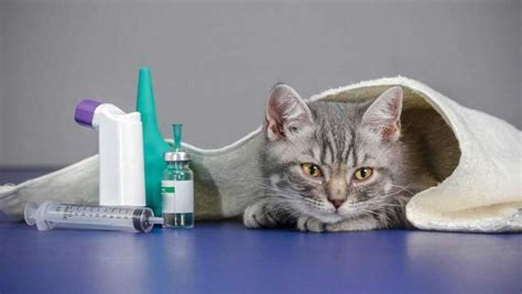 Чем кормить кота с мочекаменной болезнью кроме корма?