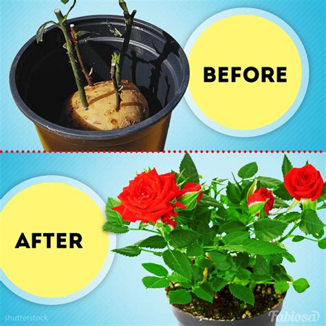 How To Grow A Rose From Cuttings Easiest And Fastest Ways Hacks To Grow Gorgeous Roses From