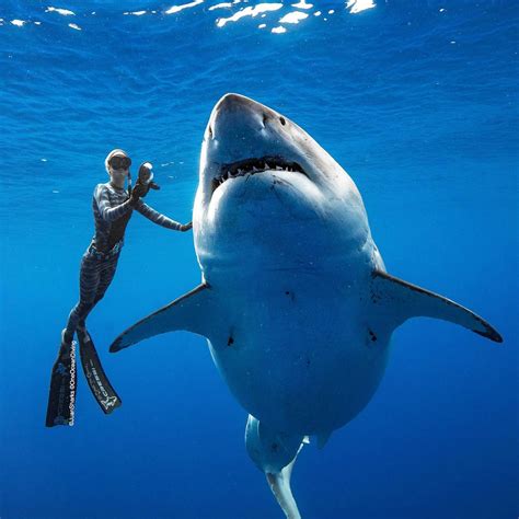 Voici Deep Blue Le Plus Grand Requin Blanc Jamais D Couvert Par L Homme