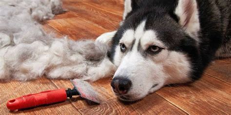 How To Deal With Coat Shedding Of Siberian Huskies