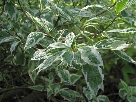 Tarka levelű fehér som Cornus alba Sibirica Variegata gondozása