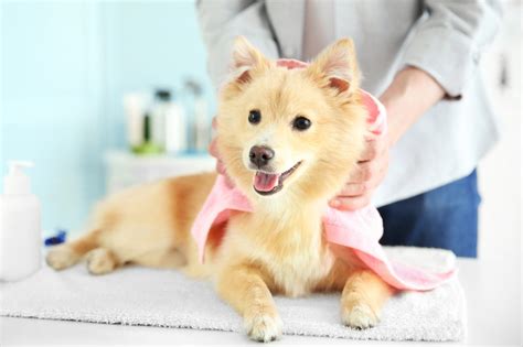 8 Steps To Grooming Your Dog Like A Pro Animal Wellness