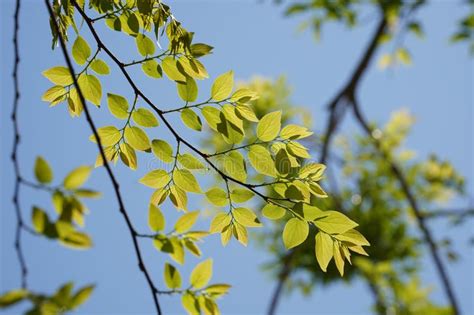 Branches And Leaves Of Chinese Hackberry Nettle Tree Celtis Sinensis