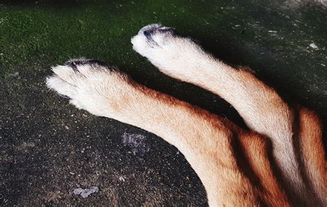 Lega Il Cane Allauto E Lo Trascina Fino A Ucciderlo Pastore Di