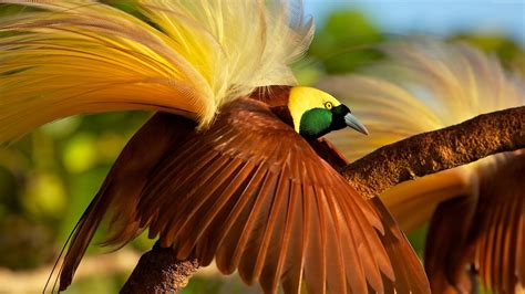 Download bing 4k wallpaper birds Bhmpics