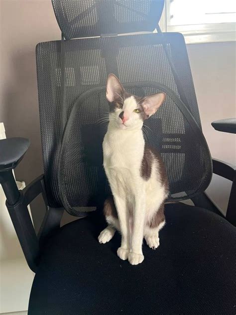 Ориентальный котенок