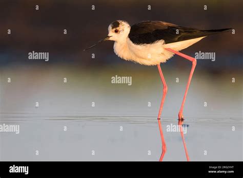 Black winged Stilt Stelzenläufer Himantopus himantopus ssp