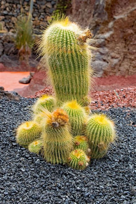 Jardin De Cactus Cacti Free Photo On Pixabay Pixabay