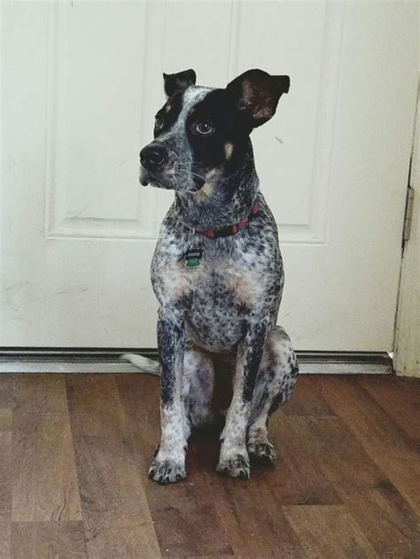 Blue Heeler Boxer Mix Dog, Boxer-Heeler mix | Dog breeds, Heeler mix, Heeler - She's got pretty ...