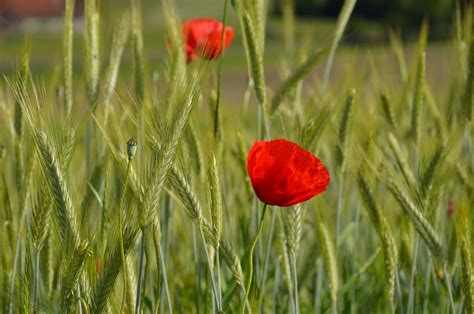 Mohn Feder Blüte Kostenloses Foto auf Pixabay Pixabay