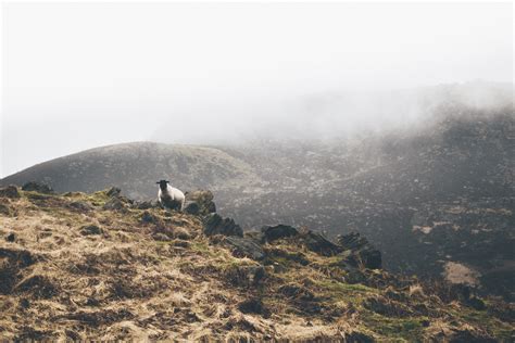 Images Gratuites Paysage Roche En Marchant Montagne Brouillard