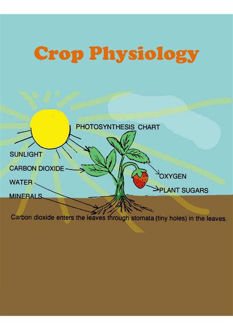 Crop physiology (part 1) - Botany ist sem - Studocu