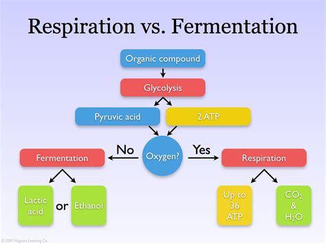 Lactic Acid Fermentation And Alcoholic Fermentation Venn Dia