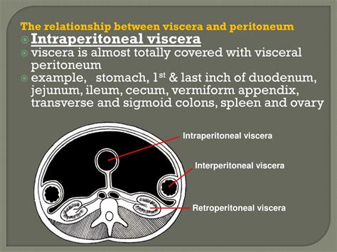 Ppt The Peritoneum Powerpoint Presentation Free Download Id1785134