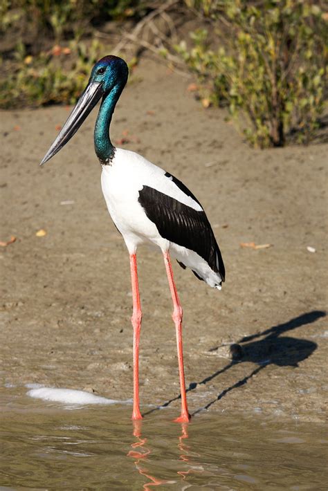 Black Necked Stork Australian Jabiru Commonly Referred T Flickr