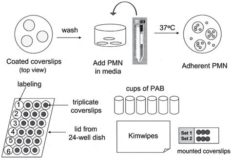 Cell Plating And Staining Schematic The Process Of Coverslip Coating