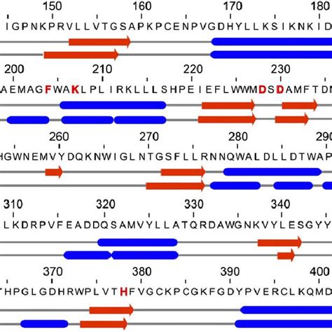 Secondary Structure Alignment For The Xxt Protein Sequence Obtained