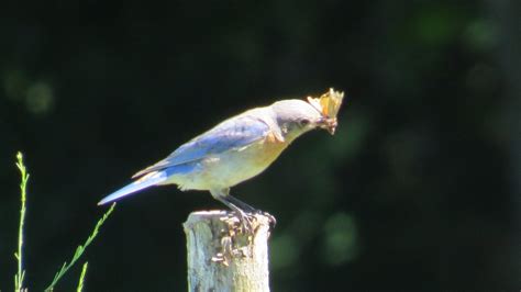 Bluebird Feeding - Free photo on Pixabay - Pixabay