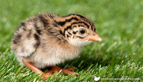 6 Essential Things You Need To Know About Raising Guinea Fowl Keets