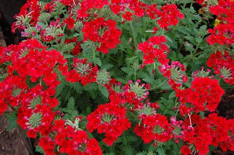 Verbena Verbena X Hybrida Temari Red Garden Org