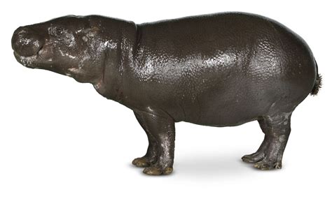 Pygmy Hippo Facts | Pygmy Hippopotamus Size | DK Find Out