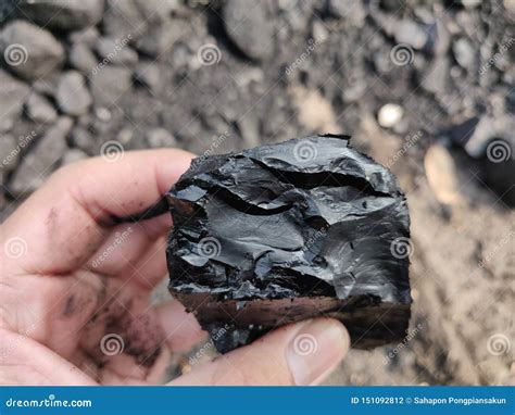 Bituminous - Anthracite Coal, High Grade Coal on Hand Stock Photo ...