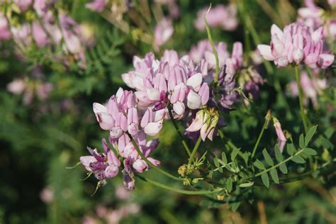 How To Grow And Care For Cleome Spider Flowers