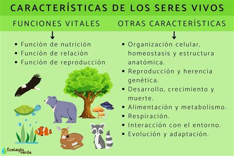 Cómo Hacer Una Tabla De Las Características De Los Seres Vivos Brainlylat