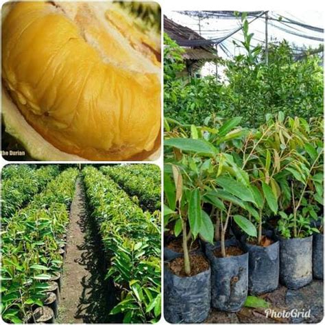 Jual Bibit Durian Musangking Super Unggul Cepat Berbuah Bisa Di Taruh