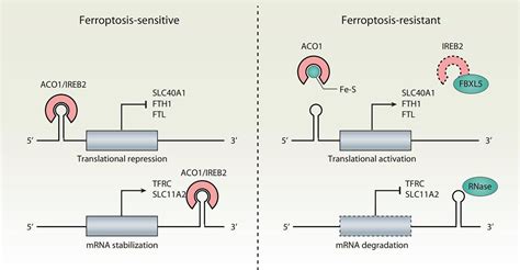 Frontiers Iron Metabolism In Ferroptosis