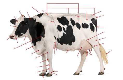 Cow Anatomy Diagram | Quizlet