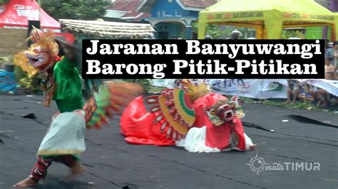 Jaranan Barong Dan Pitik Pitikan Banyuwangi Sanggar Seni Balok Budoyo