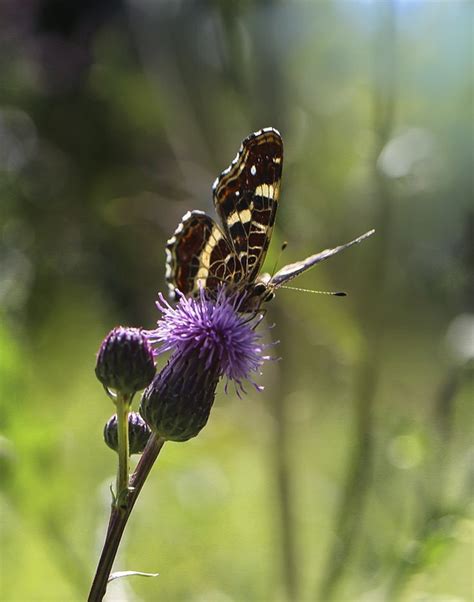 Vlinder Insect Vleugel Zeemeermin Gratis Foto Op Pixabay